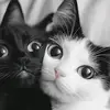 andy tavarez - @andy.tavarez74 - TikTok