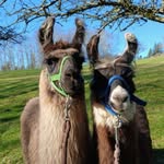 Andrea Trautwein - @baycityllamas - Instagram