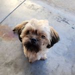 Andy Trieu - @andytrieu_923 - Instagram