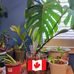 Andy Trieu - Facebook