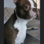 mydogismylife - @andy_______tyson - Instagram