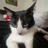 andy - @voandyvo - TikTok