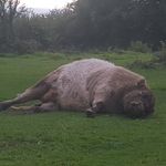 Andy Webber - @thehairycowpictureshow - Instagram