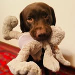 Andy Weiß - @oscar_mister_labrador - Instagram