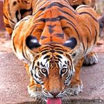 Andy Twite k - @andytwitek - Instagram
