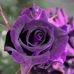 Aneta Brown - Facebook