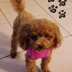 Angel Abbott - @poodles06 - Instagram