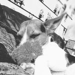 Angel_the_dog - @angel_baldwin - Instagram