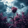 Angel Barnard - @angelbarnard222 - TikTok