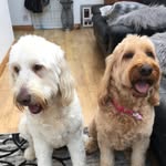 ❤️Barney&Angel💙 - @barneyandangel.goldendoodles - Instagram