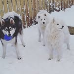 Nikki - @angel_barney_winnie - Instagram