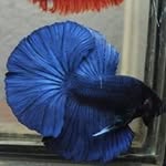 Angel Betta - @betta.angel - Instagram