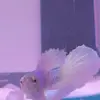 angelbettafishchannel - @angelbettafishchannel - TikTok