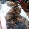 angellia - @angelliabosley - TikTok