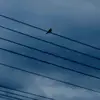 🪽ÆNGEL🖤 - @angel.candia73 - TikTok