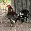 Angel Cerna - @angelcerna17 - TikTok