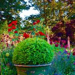 Angel Collins - @angelcollinsgardens - Instagram
