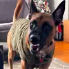 Angel M Febus - @angelmfebus - TikTok