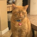 Angel Fraser - @angel.thecat_ - Instagram
