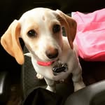Angel Helm - @doxlegirl - Instagram