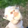 angel howell - @collinswellfarm - TikTok