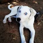 🐶 🇬🇷 Angel 🇳🇱 🐾 - @angel__hulsers__ - Instagram