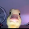 Angel isaac - @angelisaac43 - TikTok