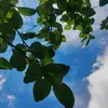 Angel Lime - @angel.lime19 - TikTok