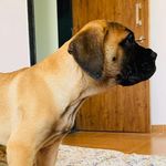 mastiff pari - @angelmastiff - Instagram