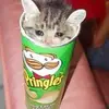 angel_is_pringle - @angel_is_pringle - TikTok