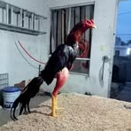 Angel Puente - Facebook