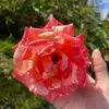 angel.rain808 - @angel.rain808 - TikTok