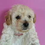 Ralph Angel - @ralph_angel_thetoypoodle - Instagram