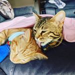 🧙‍♂️Merlin, 👼🏼Angel & 🐻 Rupert  | CATS | DOG - @merlin.angel.rupert_brothers - Instagram