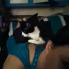 Catin Tails - @angelsanders12 - TikTok
