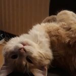 Angela Fuchs - @angela.schultz.9809 - Instagram