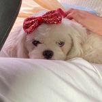 ANGEL ❤️ - @angel_shihtzu29 - Instagram