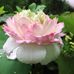 Angel  Shih - Facebook