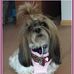 Angel Ariel the Shih Tzu - Facebook