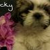 Angel Bear Shih Tzu - Facebook