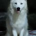 ANGEL Husky Shih Puppies - Facebook