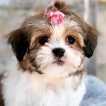 Angel shih tzu - @angel__shihtzu - Instagram