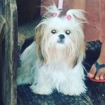 Angel shih tzu - @angel_shihtzu_baby2 - Instagram