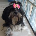 Angel_shih Tzu - @angel_shih_tzu - Instagram