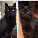 Angel Stanley, Luna and Theo - @stanley_and_luna - Instagram