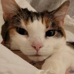 angel stokes🐈🌸 - @angel_baby_stokes - Instagram