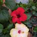 Angela Abbate - Facebook