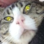 Angela Abbey - @cat_nut_crafts - Instagram