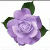 Angela Accomando - @angela.accomando1 - TikTok