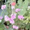 Angela Saccomando - @angela.saccomando - TikTok